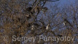 Video of Mistle Thrush - Fieldfare in the winter forest and snow